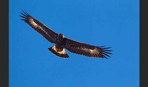 Steinadler (Aquila chrysaetos)