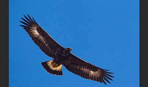 Steinadler (Aquila chrysaetos)