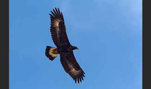 Steinadler (Aquila chrysaetos)