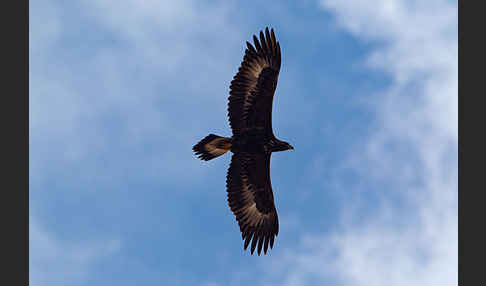 Steinadler (Aquila chrysaetos)