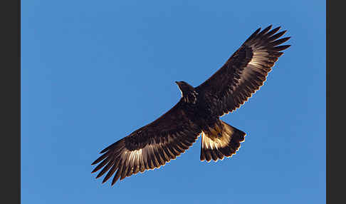 Steinadler (Aquila chrysaetos)