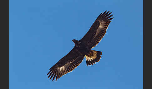 Steinadler (Aquila chrysaetos)