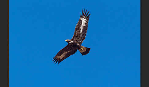 Steinadler (Aquila chrysaetos)