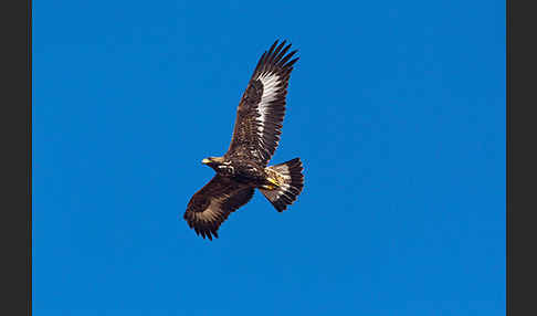 Steinadler (Aquila chrysaetos)