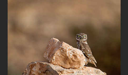 Steinkauz (Athene noctua)