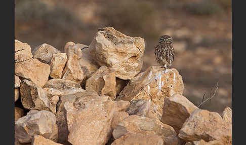 Steinkauz (Athene noctua)