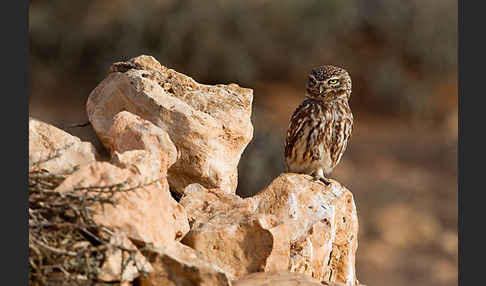 Steinkauz (Athene noctua)