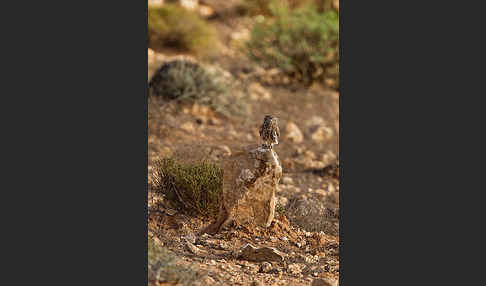 Steinkauz (Athene noctua)