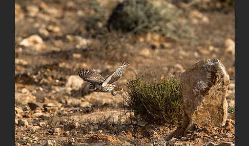 Steinkauz (Athene noctua)