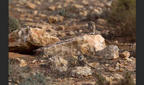 Atlashörnchen (Atlantoxerus getulus)