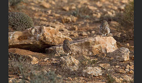 Steinkauz (Athene noctua)