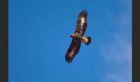 Steinadler (Aquila chrysaetos)