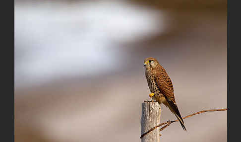 Turmfalke (Falco tinnunculus)