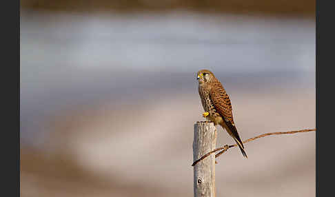 Turmfalke (Falco tinnunculus)