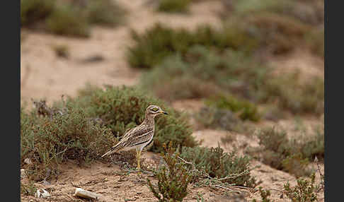 Triel (Burhinus oedicnemus)