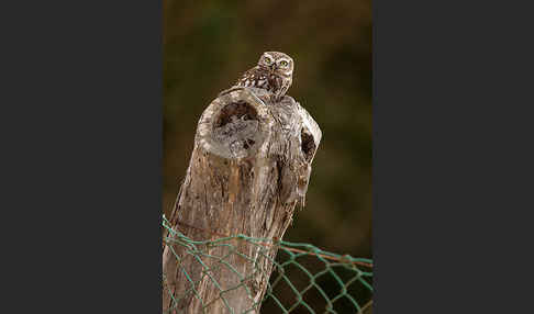 Steinkauz (Athene noctua)