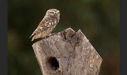 Steinkauz (Athene noctua)