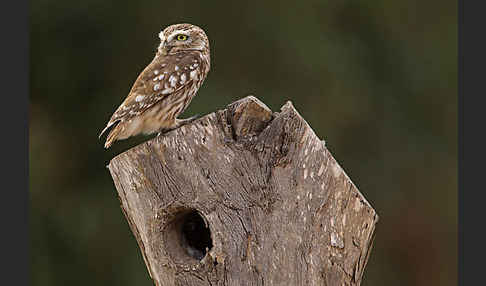 Steinkauz (Athene noctua)