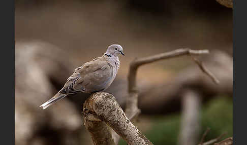 Türkentaube (Streptopelia decaocto)