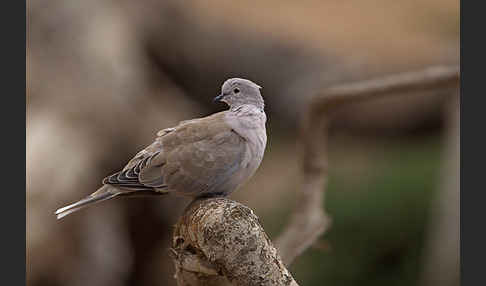 Türkentaube (Streptopelia decaocto)