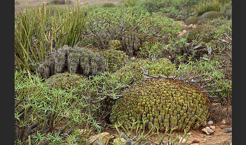 Vierkantige Euphorbie (Euphorbia echinus)