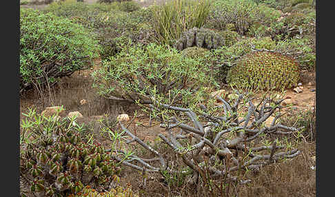 Vierkantige Euphorbie (Euphorbia echinus)