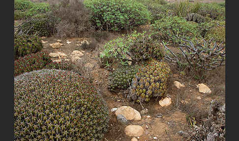 Vierkantige Euphorbie (Euphorbia echinus)