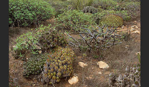 Vierkantige Euphorbie (Euphorbia echinus)