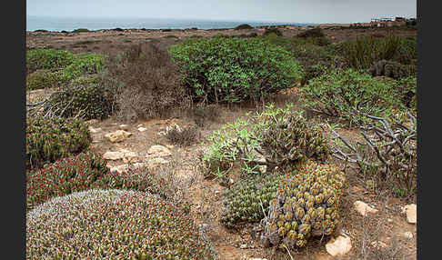 Vierkantige Euphorbie (Euphorbia echinus)