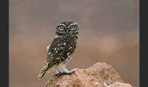 Steinkauz (Athene noctua)