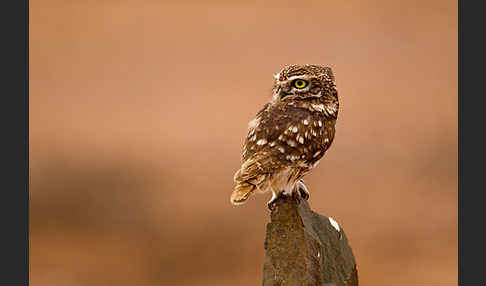 Steinkauz (Athene noctua)