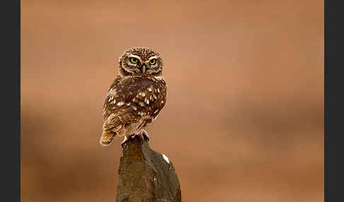 Steinkauz (Athene noctua)