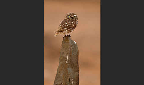 Steinkauz (Athene noctua)