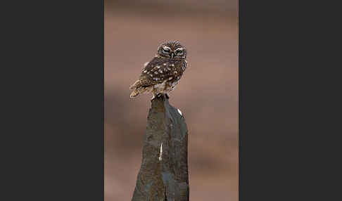 Steinkauz (Athene noctua)