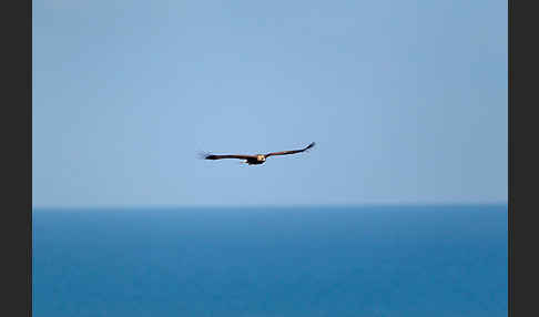 Steinadler (Aquila chrysaetos)