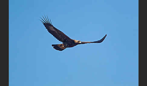 Steinadler (Aquila chrysaetos)