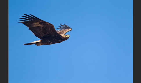 Steinadler (Aquila chrysaetos)