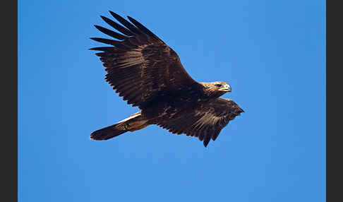 Steinadler (Aquila chrysaetos)