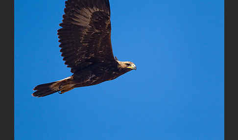 Steinadler (Aquila chrysaetos)