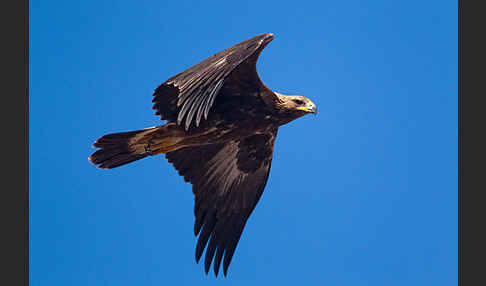 Steinadler (Aquila chrysaetos)