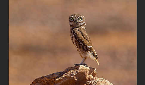 Steinkauz (Athene noctua)