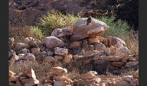 Steinkauz (Athene noctua)