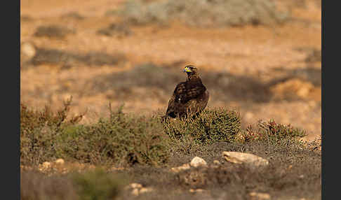 Steinadler (Aquila chrysaetos)