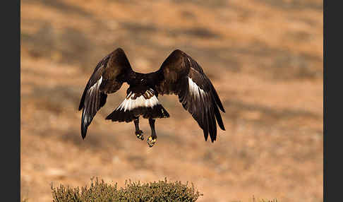 Steinadler (Aquila chrysaetos)