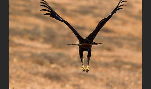 Steinadler (Aquila chrysaetos)