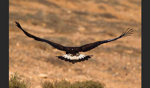 Steinadler (Aquila chrysaetos)