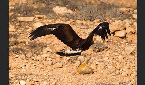 Steinadler (Aquila chrysaetos)