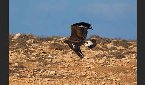 Steinadler (Aquila chrysaetos)