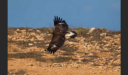 Steinadler (Aquila chrysaetos)