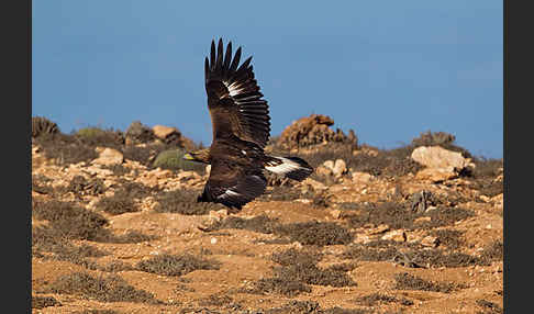 Steinadler (Aquila chrysaetos)